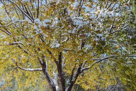 初冬大雪树木枫树黄枫冰雪融化10倍速