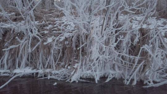 冬天小溪旁植物冰挂