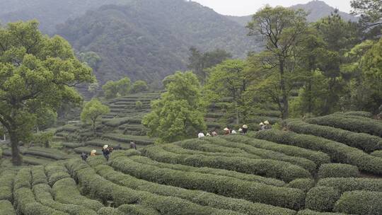 茶茶叶红茶艺采茶泡茶红茶山春茶道茶园农业