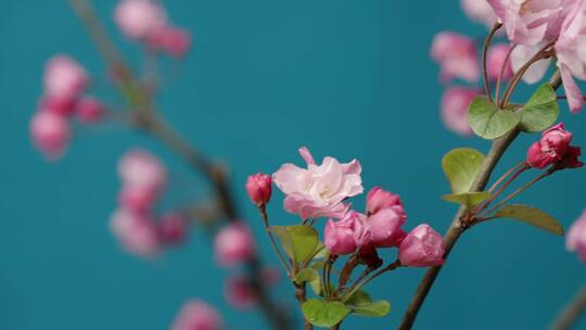 4K-春天盛开的海棠花，水滴从海棠花上滴落