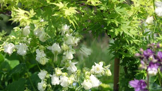 云南花海花卉特写高清4k素材