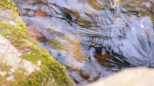 杭州植物园公园小溪流水大自然风景风光视频