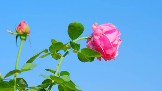 春天 玫瑰花 月季花 花朵 鲜花 花园 春天