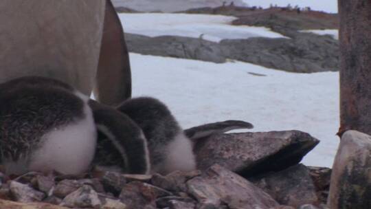 小企鹅在南极洲
