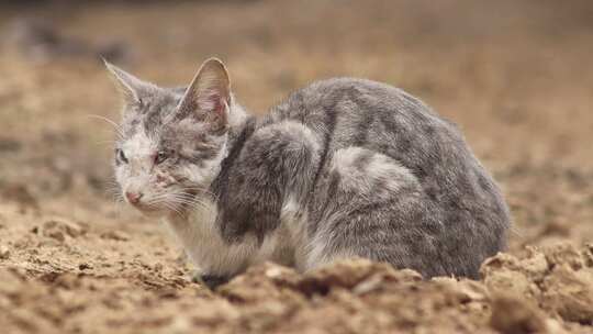 蹲坐地面的灰色条纹猫