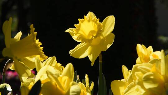 黄水仙   蒜科花类  黄色鲜花  鲜花视频
