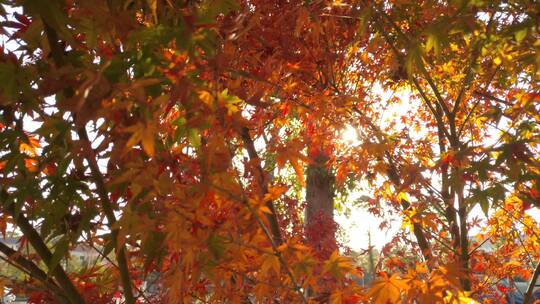 秋天里的红色枫叶多彩枫树
