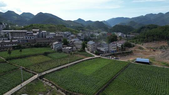 三农乡村振兴素材：烟草田农田大田航拍风景视频素材模板下载