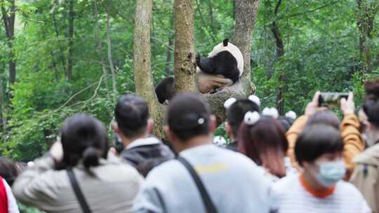 成都大熊猫基地游客拿手机拍摄树上的大熊猫视频素材模板下载