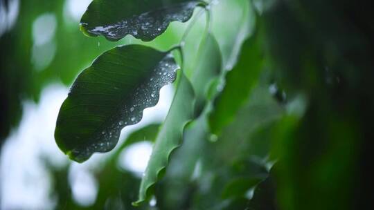 被雨淋湿的树叶