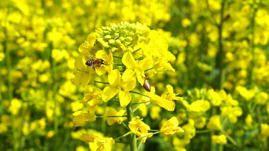 油菜花 蜜蜂采蜜