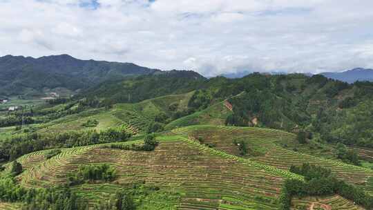 实拍生态茶园航拍绿水青山黄山毛峰原产地