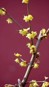 春天北京卧佛寺内盛开的腊梅花