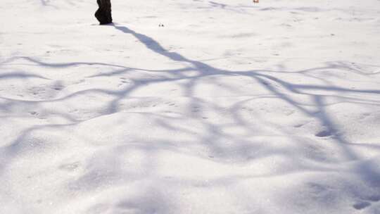 雪景视频素材模板下载