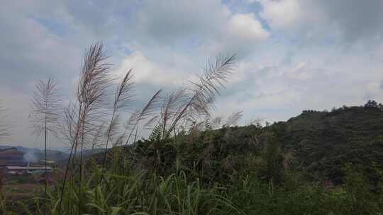 蓝天下风吹野草芦苇植物实拍