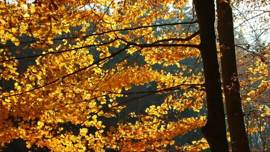 秋天的黄叶林视频素材模板下载