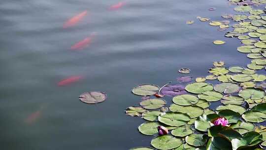 夏天池塘里盛开的睡莲在水流下摇动唯美
