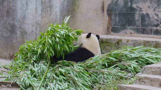 雅安碧峰峡熊猫基地的大熊猫在吃竹子视频素材模板下载