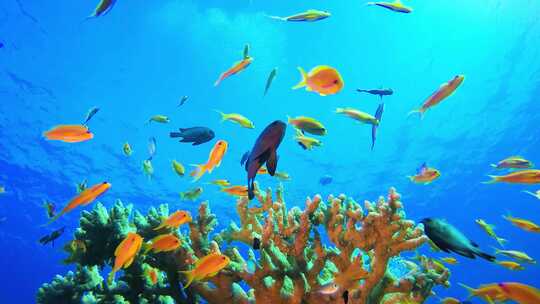 海底世界、金鱼群、彩色鱼群、珊瑚礁