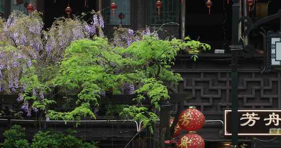 江南古街平江路紫藤花开局部特写