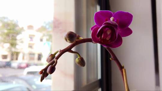 窗户上花瓶里的紫色兰花