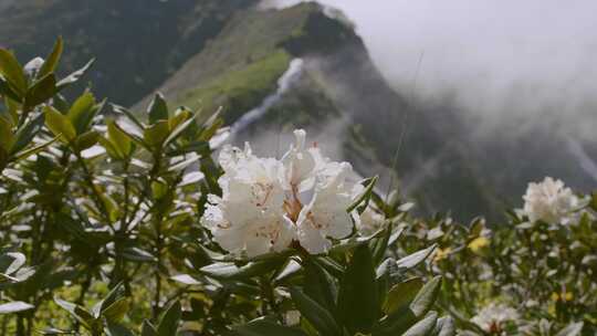 特写云雾缭绕的山顶上一支独秀的白花