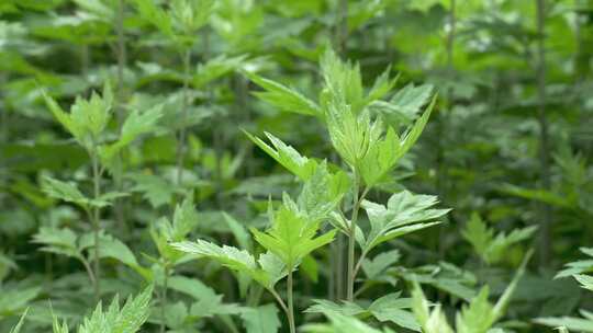 茂盛的艾草艾叶植物景观