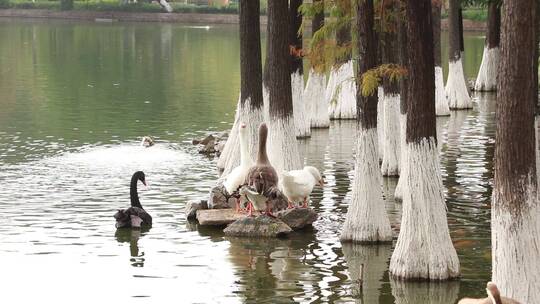 湖边戏水的天鹅