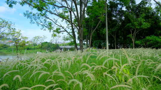 夏天 狗尾草 郊外 草丛