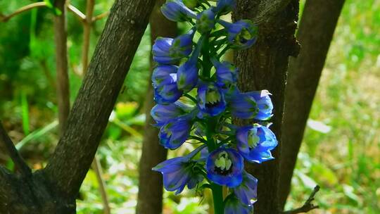 高清实拍蓝色的花