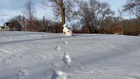 一只在雪地里玩耍的白狗