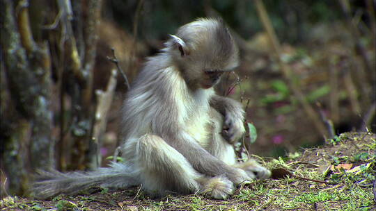 滇金丝猴幼崽吃地上的嫩草
