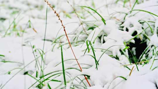 冬天厚厚的积雪覆盖的草地小草