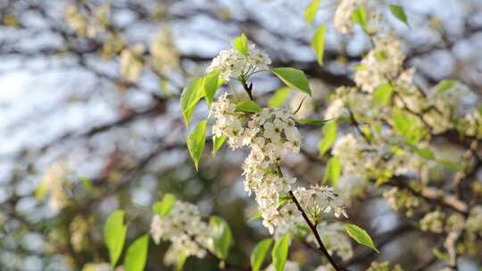 梨花/豆梨花