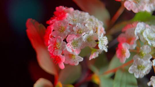 红蓝光梦幻野花铁线菊