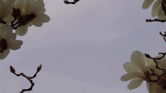 【镜头合集】北京植物园春季白色玉兰花