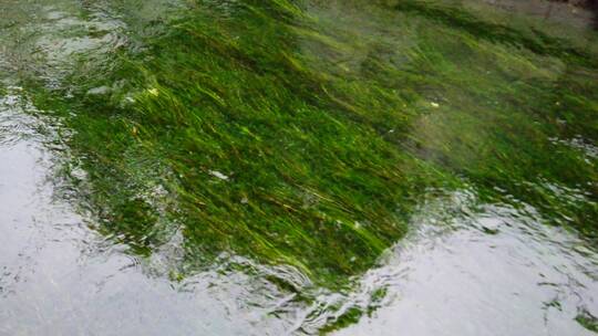 4k 河道水草绿色植物景观