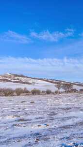 冬季内蒙古乌兰布统蓝天白云雪景