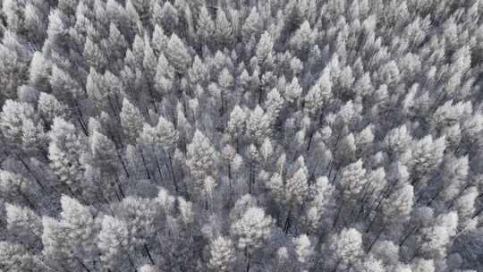 航拍大兴安岭雪松林