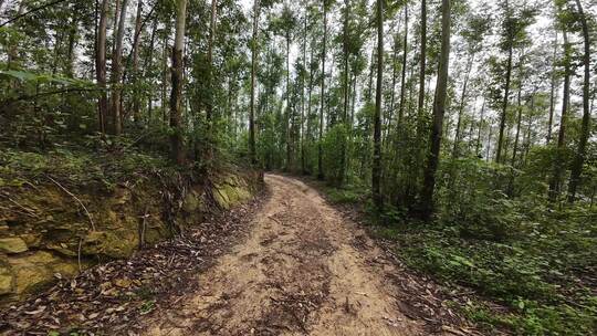 山路驾驶森林行驶山路树林土路