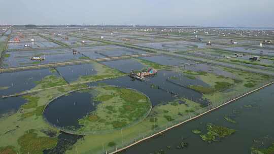 苏州阳澄湖大闸蟹养殖基地航拍