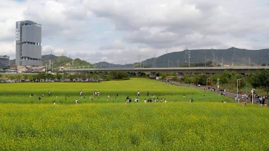 油菜花地高铁航拍