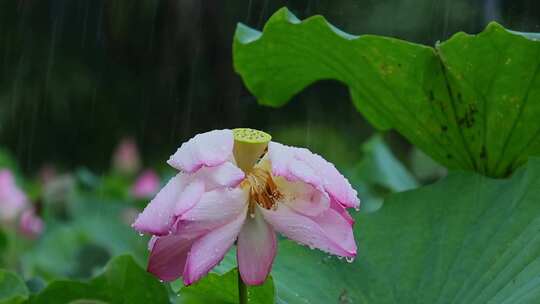 夏天雨水荷花荷叶雨滴雨景