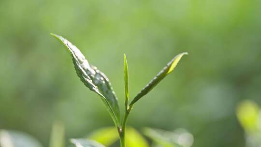 茶叶 特写 微距 茶叶 露水 茶青 升格慢动作