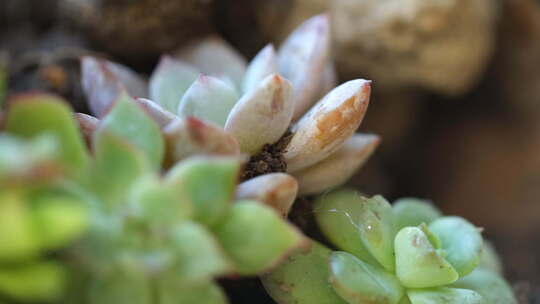 植物 绿色 盆栽 养殖