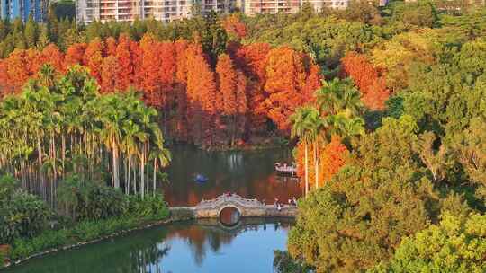 4K航拍人们在落羽杉树下拍照