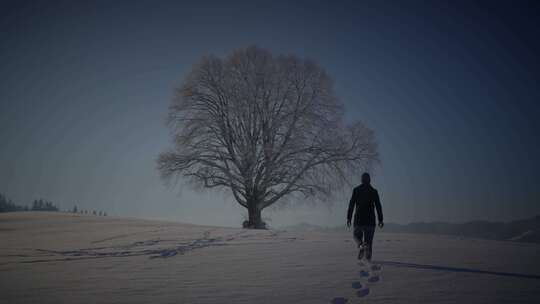 人，行走，雪，树