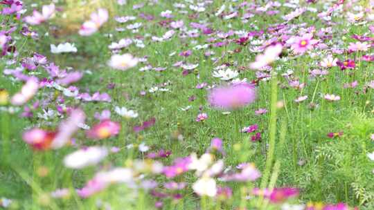 格桑花实拍