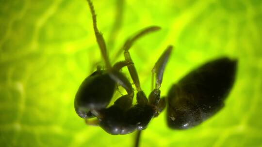 显微摄影 蚂蚁放大80倍
