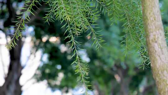 特写绿色植物枝叶